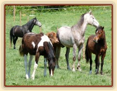 Stádo mladých hřebců