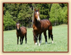 Dvouletý Frenkie a roční Gimli s Fizzinem