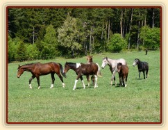 Stádo mladých hřebců