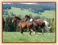 Ročci dovádí na pastvině