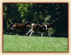 Ročci dovádí na pastvině