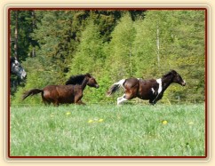 Ročci dovádí na pastvině