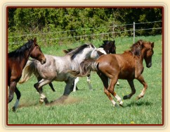 Stádo hřebců dovádí na pastvině