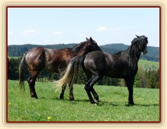 Čtyřletí Monty a Rybíz řeší hiearchii