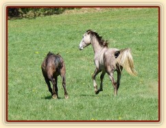Čtyřletí Monty a Dukát, kdo koho "sežere" :-)