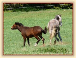 Čtyčletý Dukát a roční Gimli dovádí
