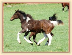 Ročci Fizzino a Gimli
