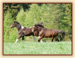 Ročci Fizzino a Gimli