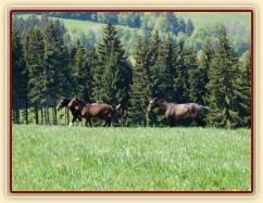 Ročci Fizzino a Gimli, za nimi čtyřletý Monty
