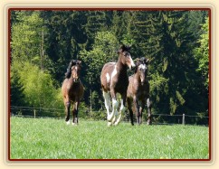 Ročci Fizzino a Gimli, za nimi čtyřletý Monty