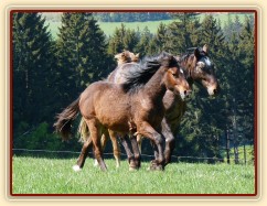 Monty dovádí s ročními hříbaty