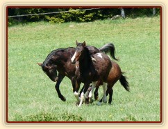 Monty dovádí s ročními hříbaty