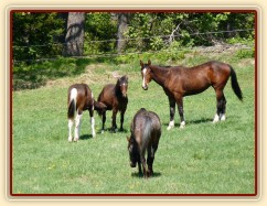 Mladí hřebci na pastvině