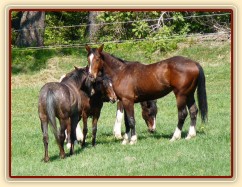 Mladí hřebci na pastvině