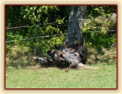Čtyřletý Rybíz se spokojeně válí pod třešní