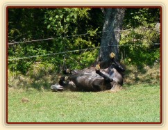 Čtyřletý Rybíz se spokojeně válí pod třešní