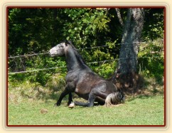 Čtyřletý Rybíz se zvedá