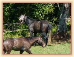 "To je dneska ale nuda":-) čtyřletý Rybíz