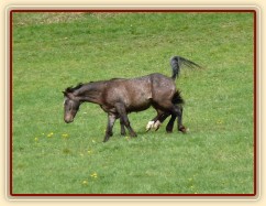 Čtyřletý Monty dovádí s ročním Gimlim