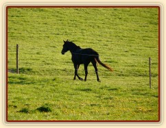 Čtyřletý Carthago na "obchůzce" pastviny