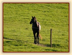 Čtyřletý Carthago vyhlíží sousedy