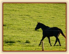 Čtyřletý Carthago na "obchůzce" pastviny