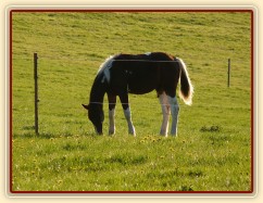 Roční Fizzino našel něco zajímavého