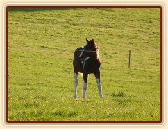 Roční Fizzino našel něco zajímavého