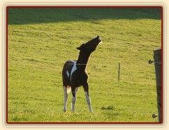 Roční Fizzino našel něco zajímavého