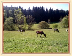 10.5.2011 - Koně si užívají trávu na pastvině u potoka