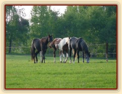 Arwen, Vikina a Jared, dospělý základ našeho stáda
