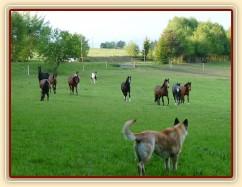 Stádo vidí něco zajímavého - fotografa:-)