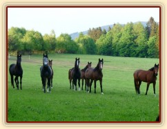 Stádo vidí něco zajímavého - fotografa:-)