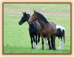 Dvouletá a tříletá kobylka Irish Sport Horse