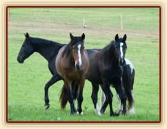 Dvouletá a tříletá kobylka Irish Sport Horse