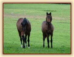 Naše Agáta a její roční kobylka Ascara