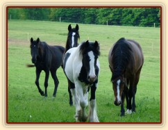 Roční kobyla Irského tinkera, za ní tříletá a dvouletá kobylka Irish Sport Horse, v pozadí pak naše trakénka Arwen