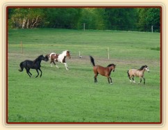 Důvod k dovádění se vždycky najde:-)