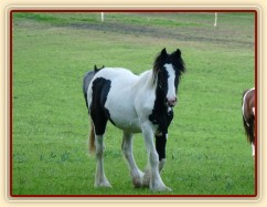 Roční kobylka Irského tinkera