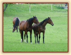 Naše Agáta a její roční kobylka Ascara