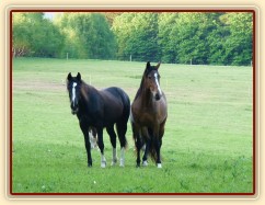 Dvouletá a tříletá kobylka Irish Sport Horse