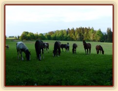 Stádo se vyběhalo a už se pase