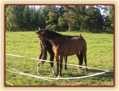 Vzájemná údržba ocasů:-)