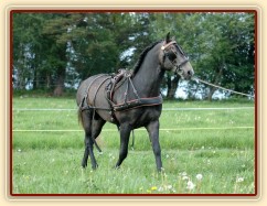 Rybíz se učí tahat - na lonži s postrojem. Foto Olga a Věra Procházková