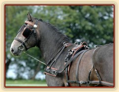 Rybíz se učí tahat - na lonži s postrojem. Olga a Věra Procházková