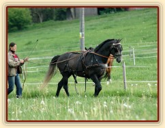 Rybíz se učí tahat - řízení opratěmi po jízdárně. Olga a Věra Procházková