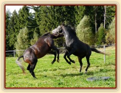 Rybíz a Monty si hrají