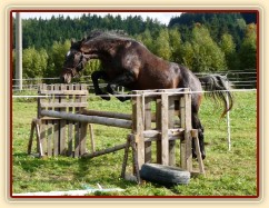 Monty skáče řadu ve volnosti