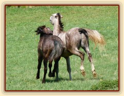Monty dovádí na pastvině