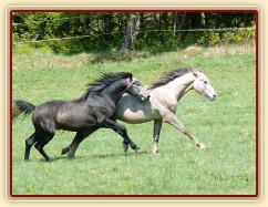 Rybíz dovádí na pastvině